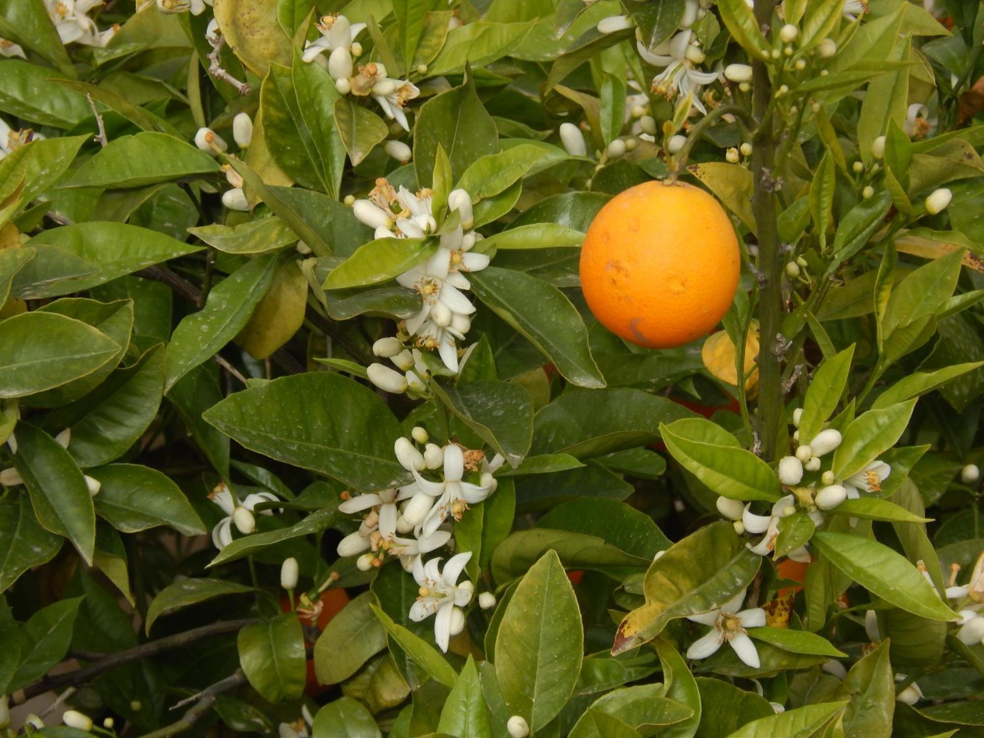 Appartamento Nel Giardino Di Nunziatina Syracuse Esterno foto